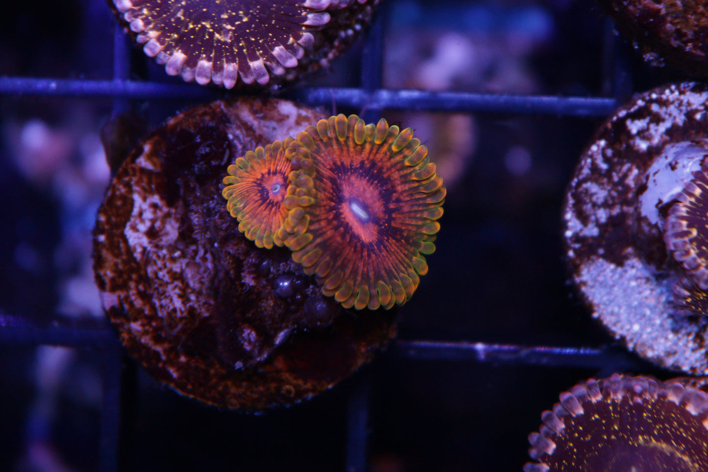 GMK Zoas