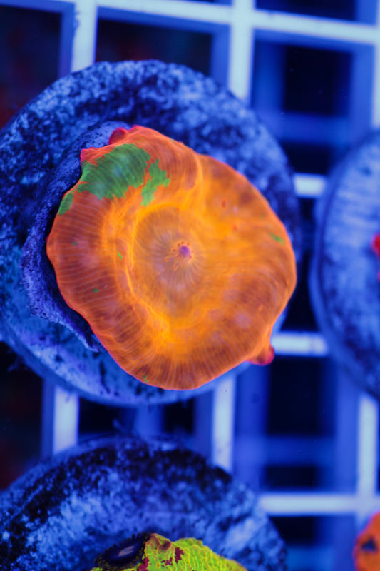 Candy Crush Electus Mushroom