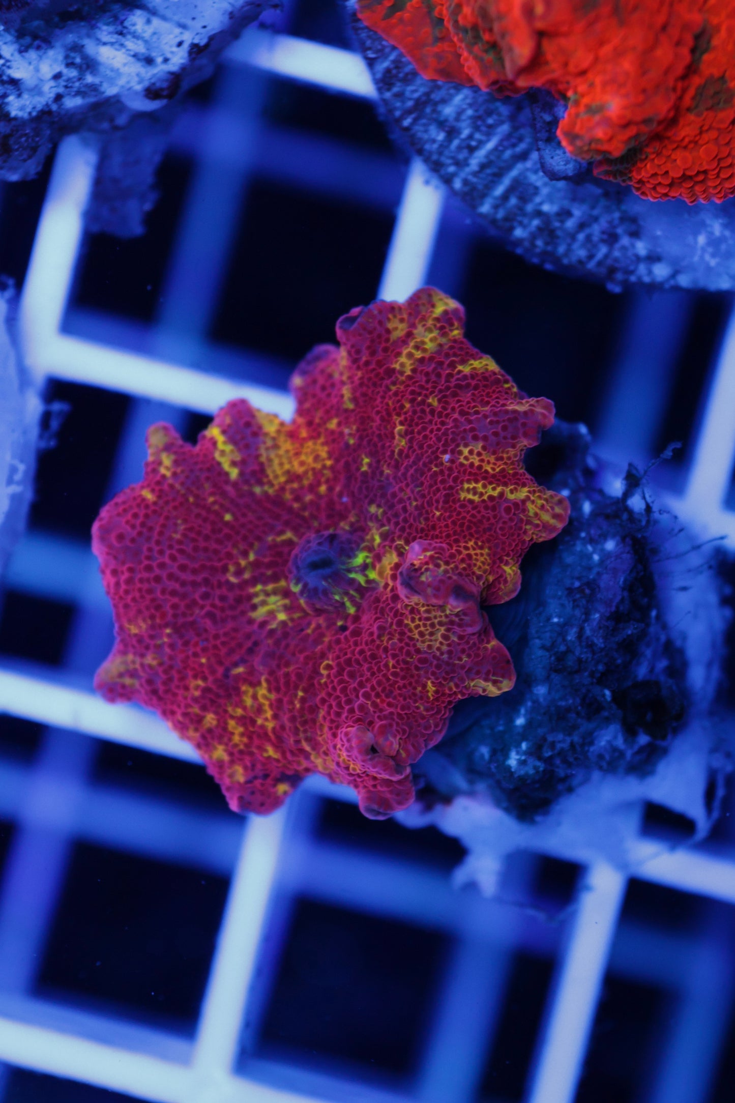 Electus Jawbreaker Mushroom