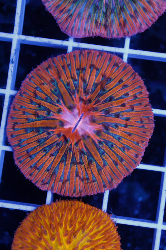 Fungia Plate