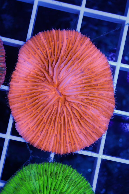 Fungia Plate