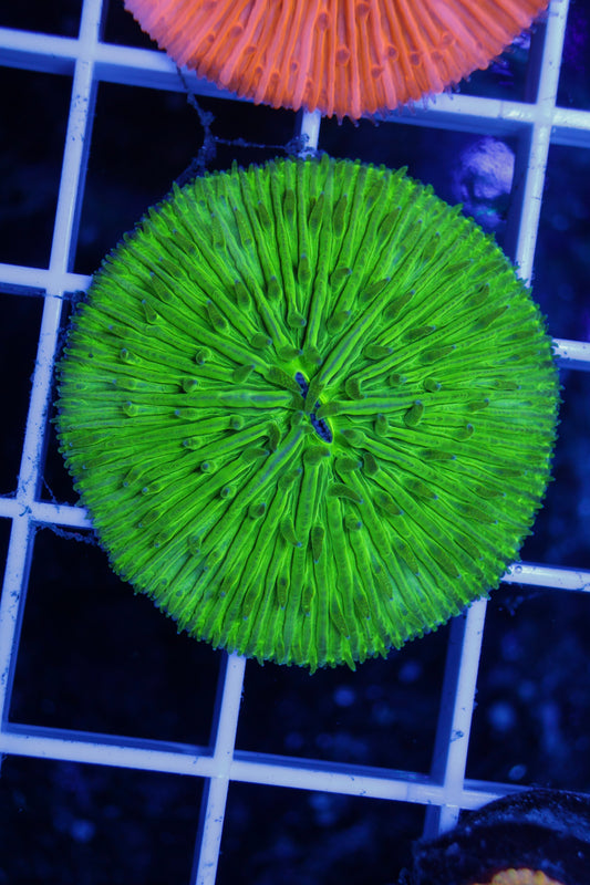 Fungia Plate