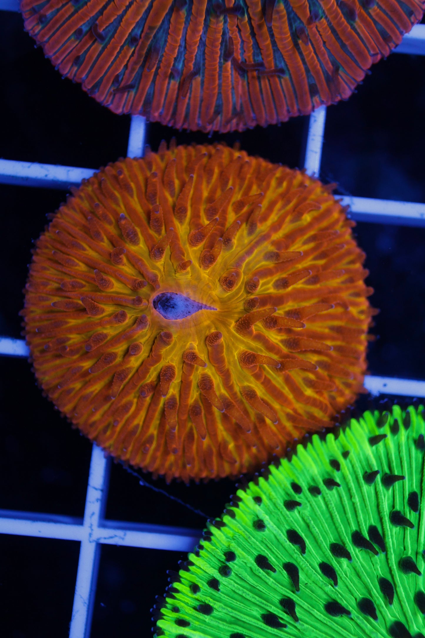 Fungia Plate