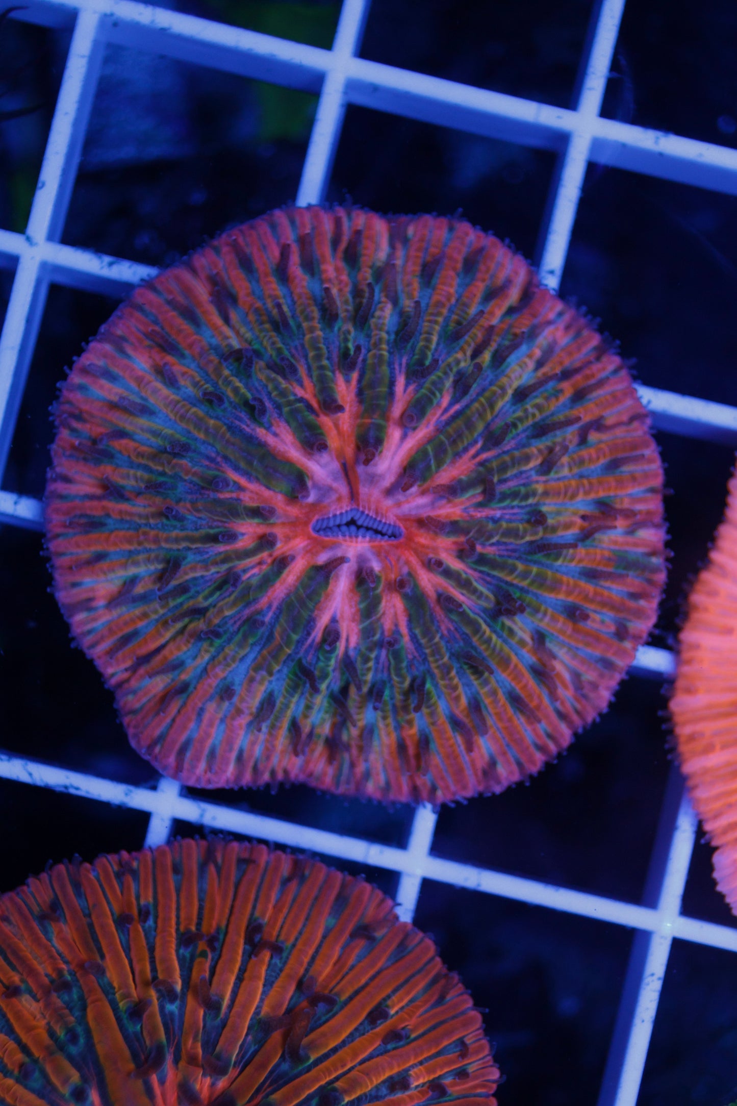 Fungia Plate (small)
