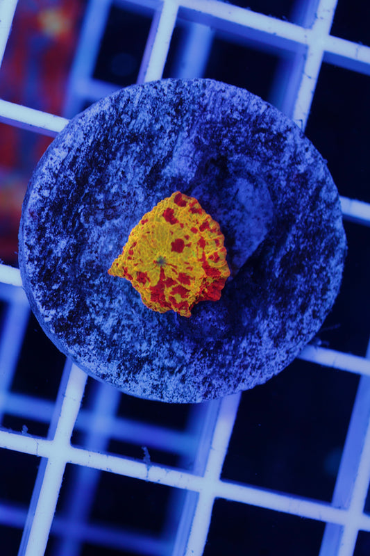 Electus Jawbreaker Mushroom