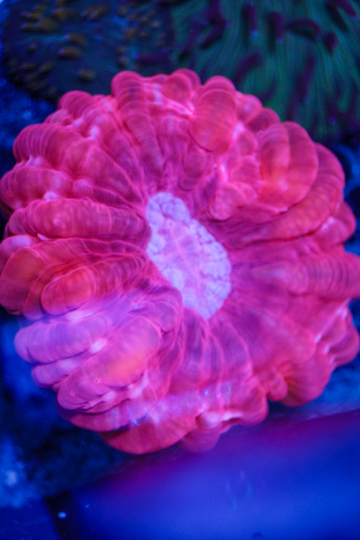 Cynarina Coral