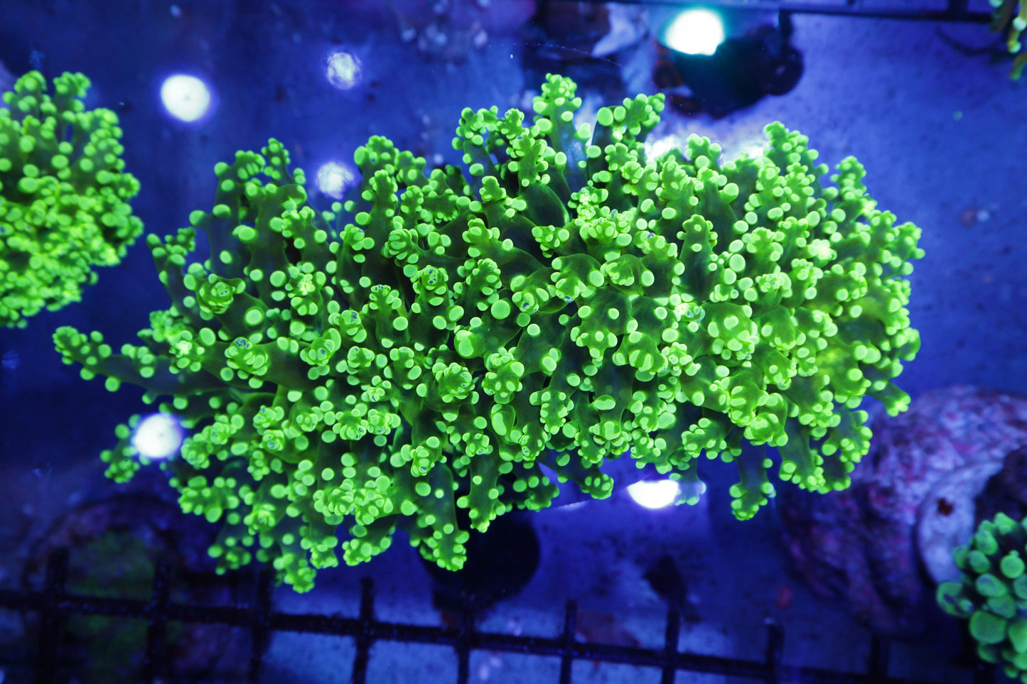 Large Frogspawn