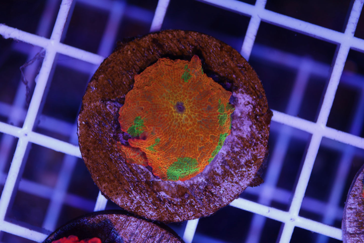 Candy Crush Electus Mushroom