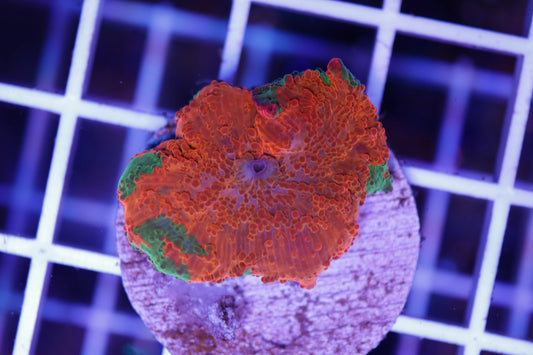 Candy Crush Electus Mushroom