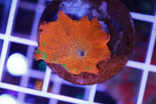 Candy Crush Electus Mushroom