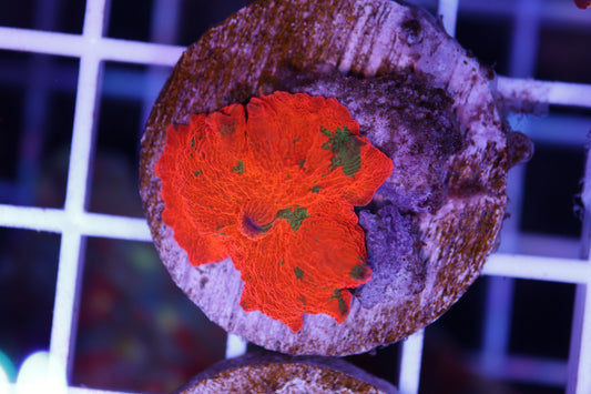 Candy Crush Electus Mushroom