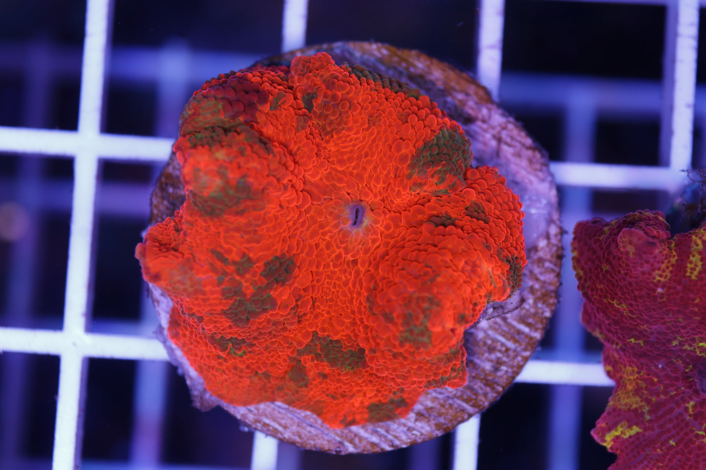 Candy Crush Electus Mushroom