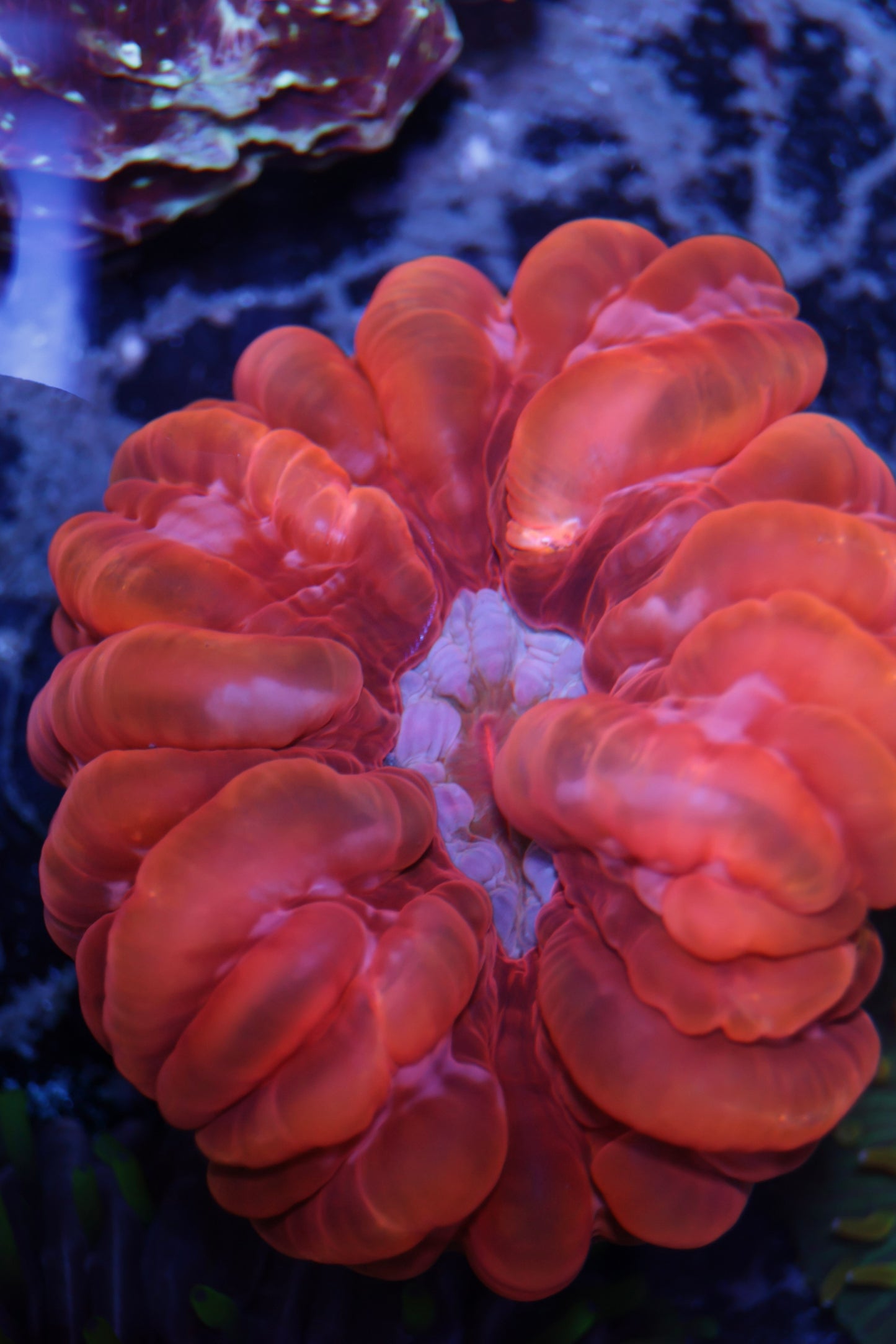 Cynarina Coral