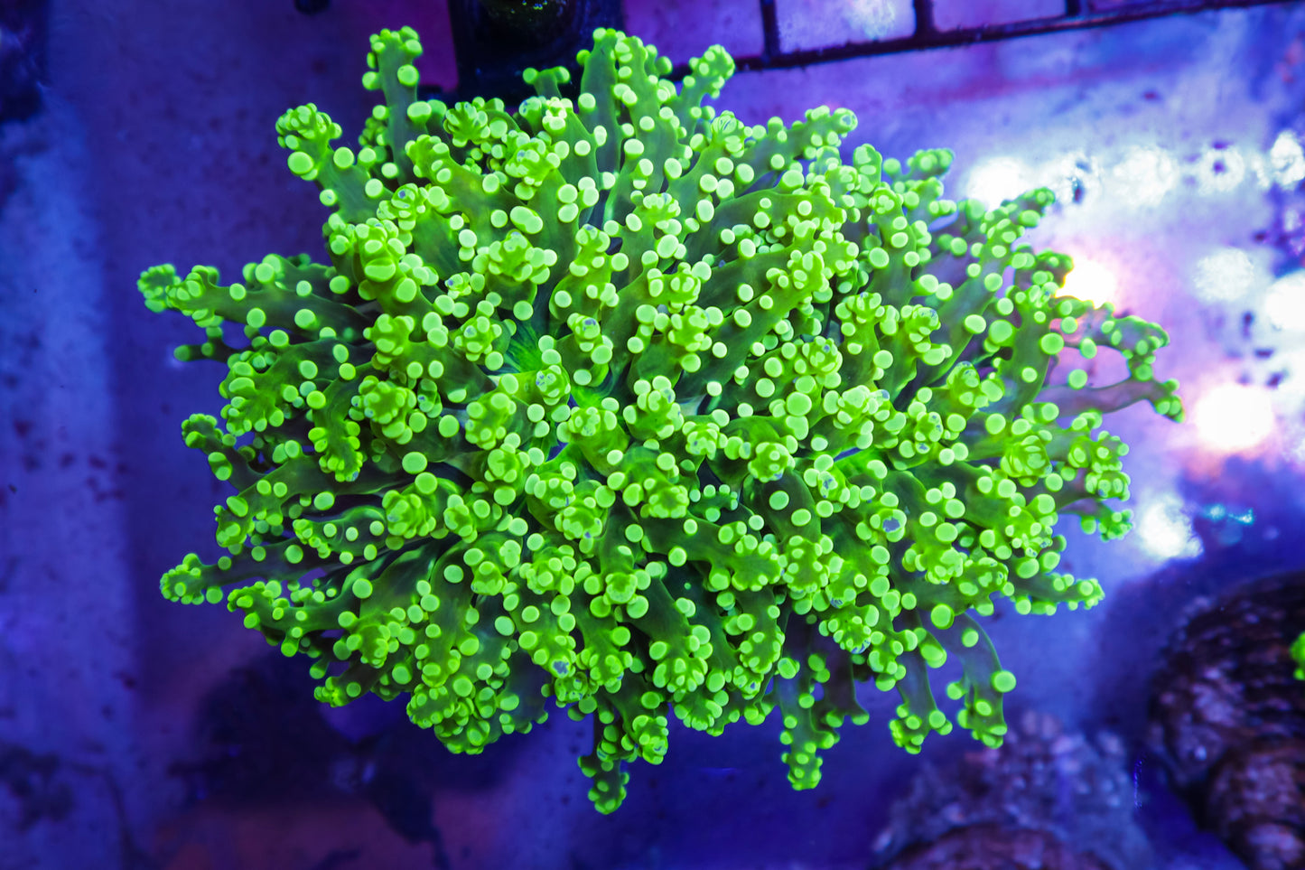 Toxic Frogspawn 4-5 Inch