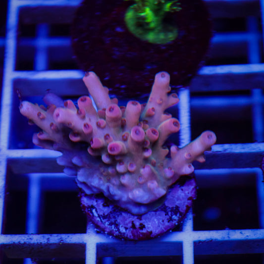 WWC WTF Acropora