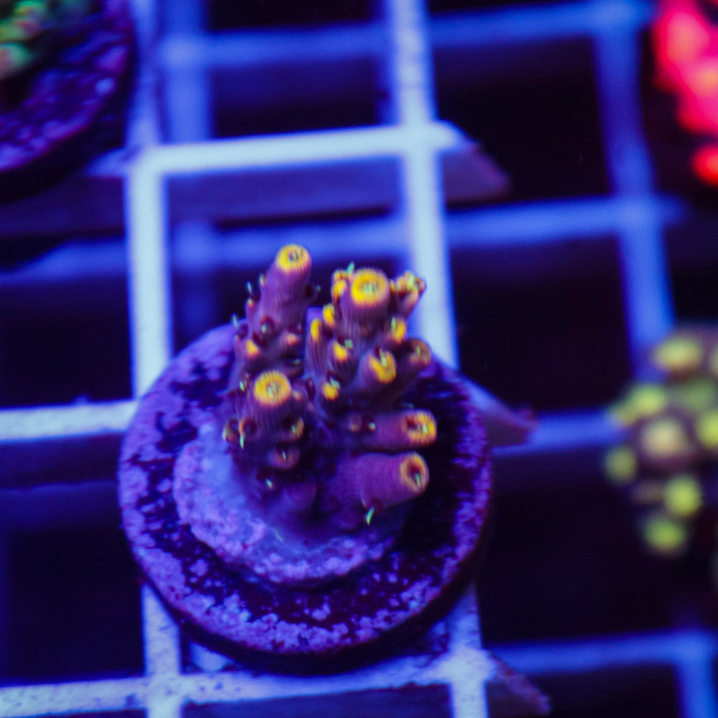 TSA Spyro The Dragon Acropora