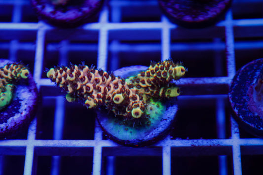 TSA Rick Moranis Acropora