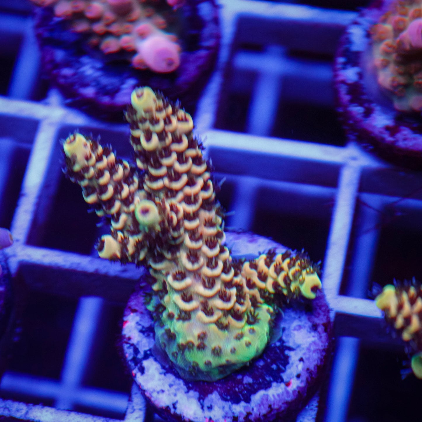 TSA Rick Moranis Acropora