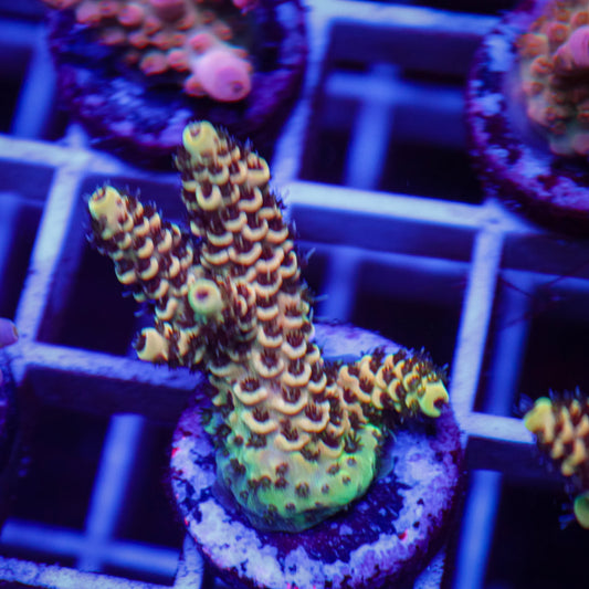 TSA Rick Moranis Acropora