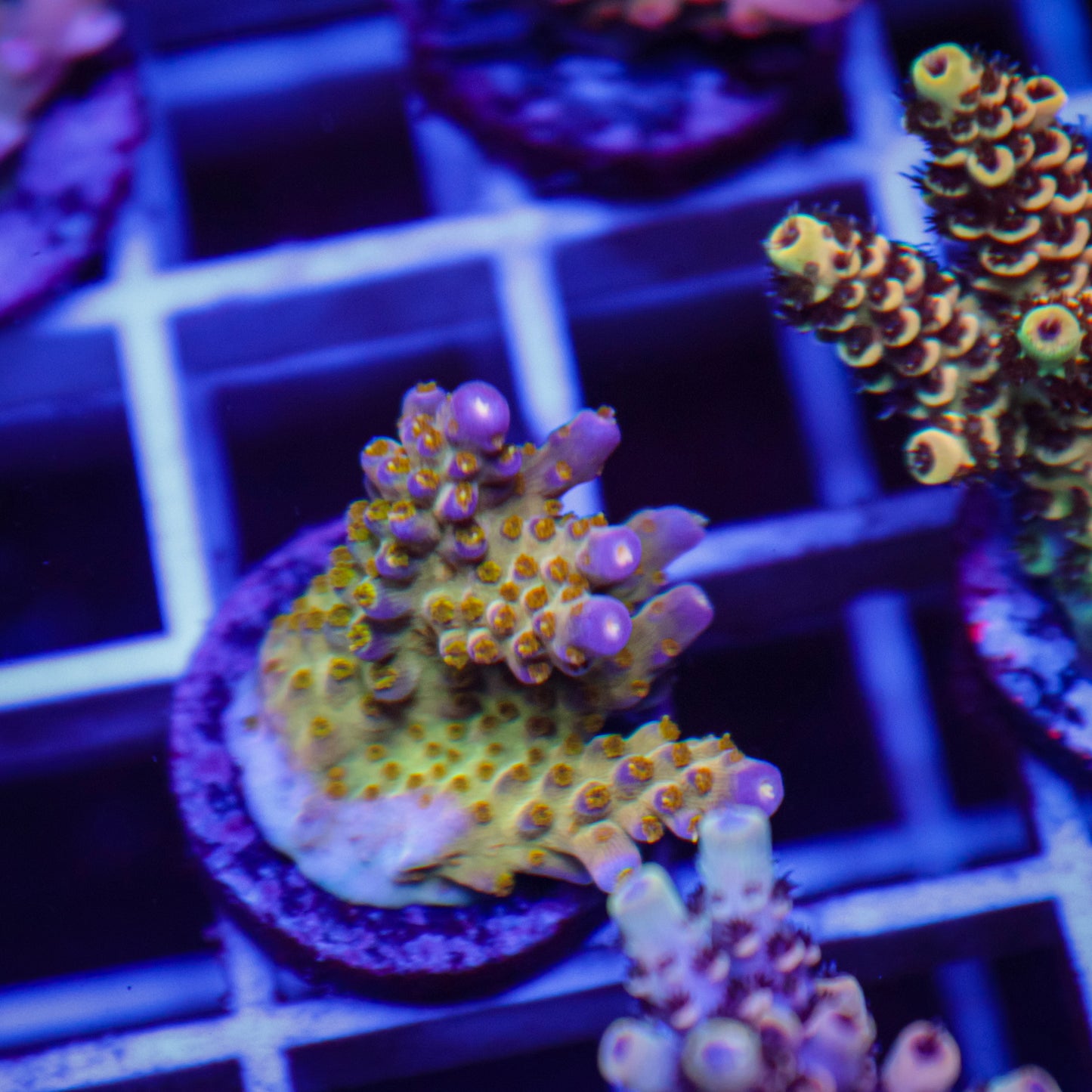 BC Space Laser Acropora