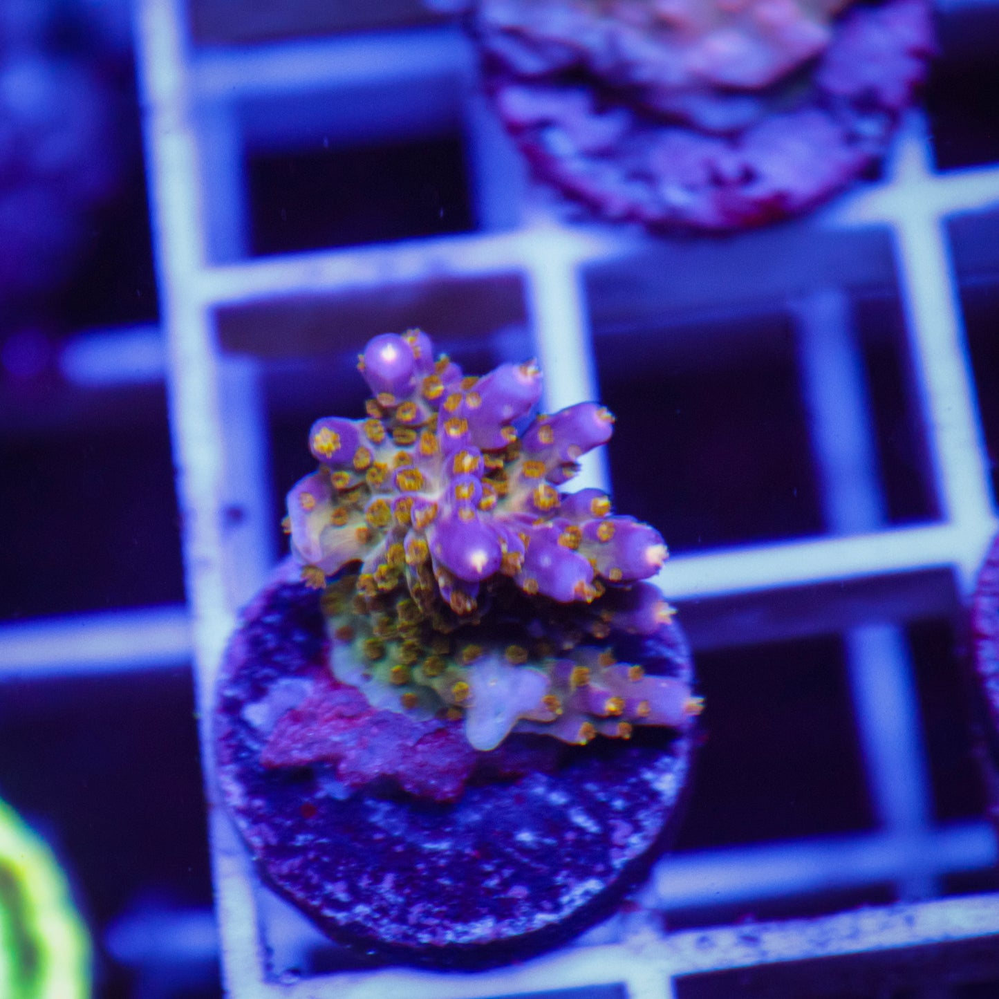 BC Space Laser Acropora