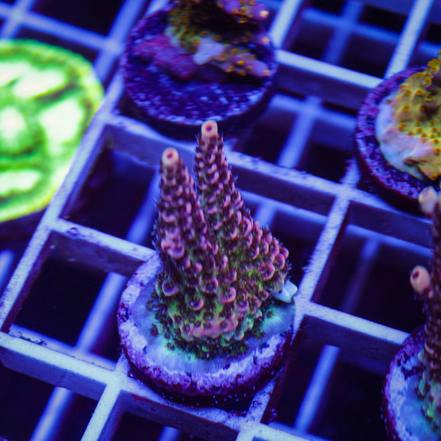 GB Raspberry Mint Acropora