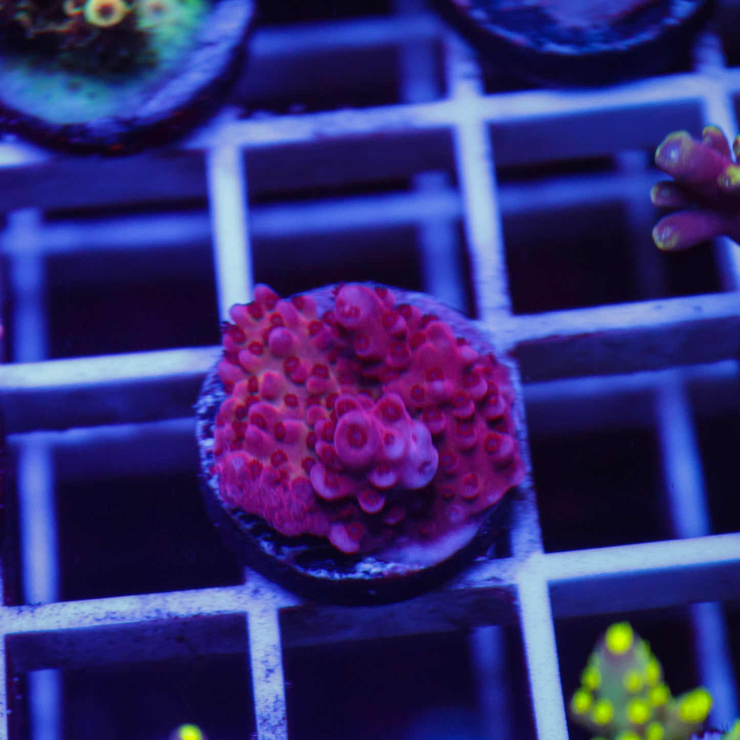BC Adam Bomb Acropora