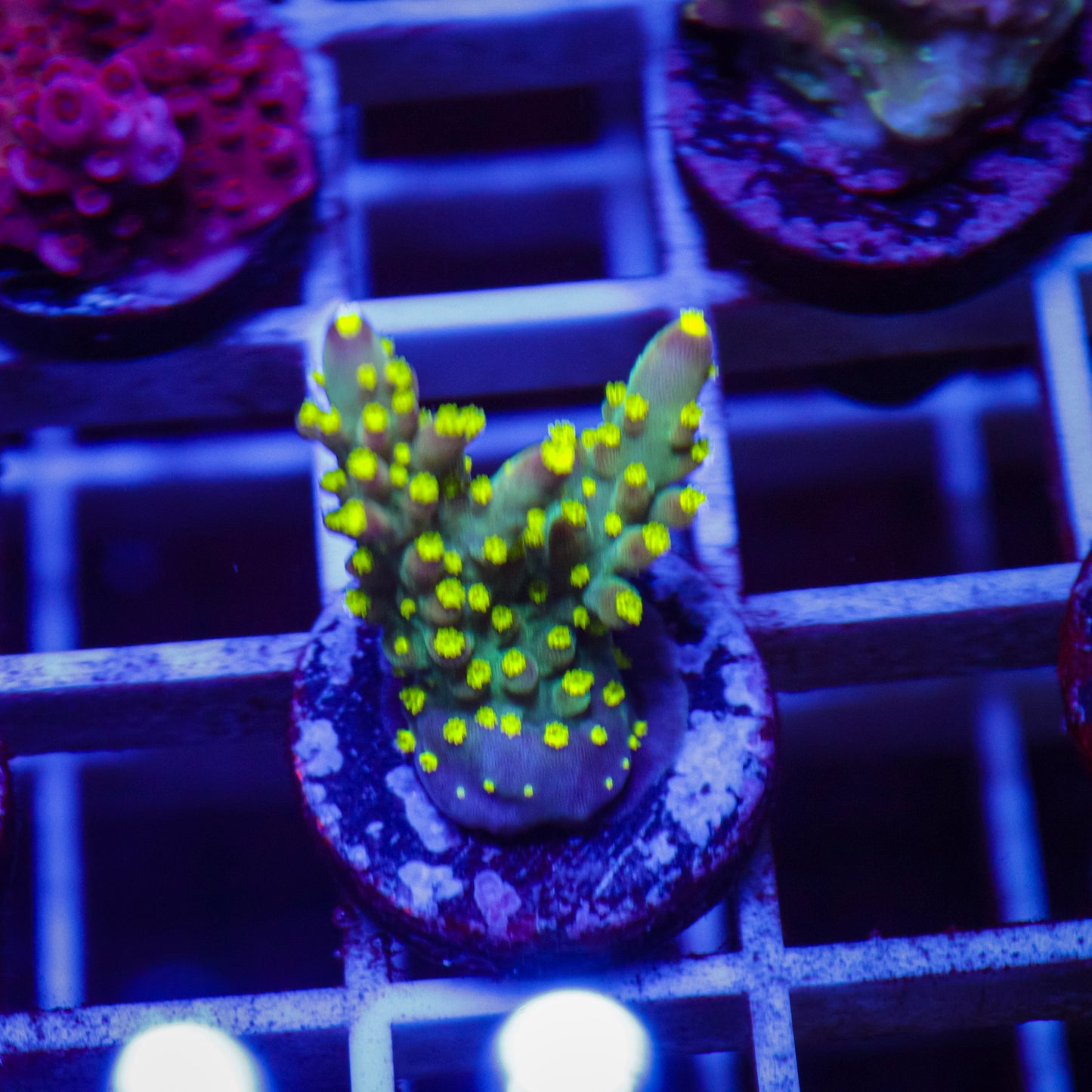 Bonsai Acropora