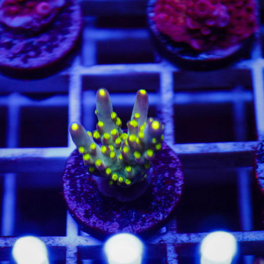 Bonsai Acropora