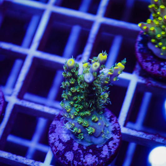 BC Awarewolf Acropora