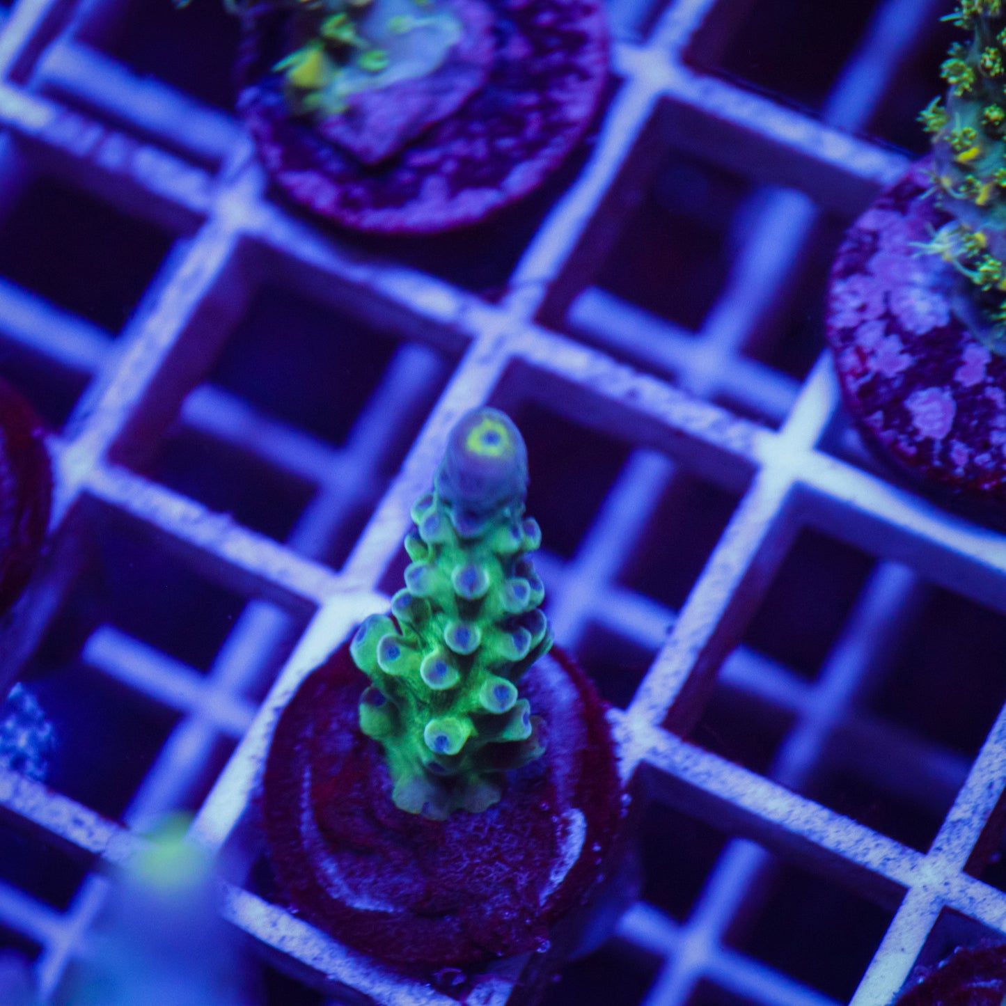 WWC Yellow Tip Acropora