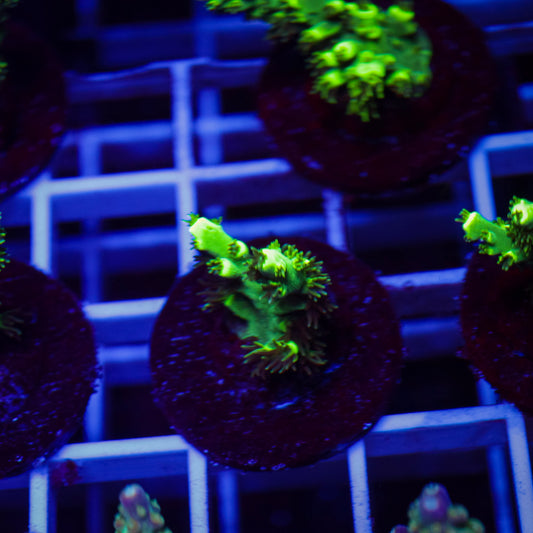TCK Pikachu Acropora