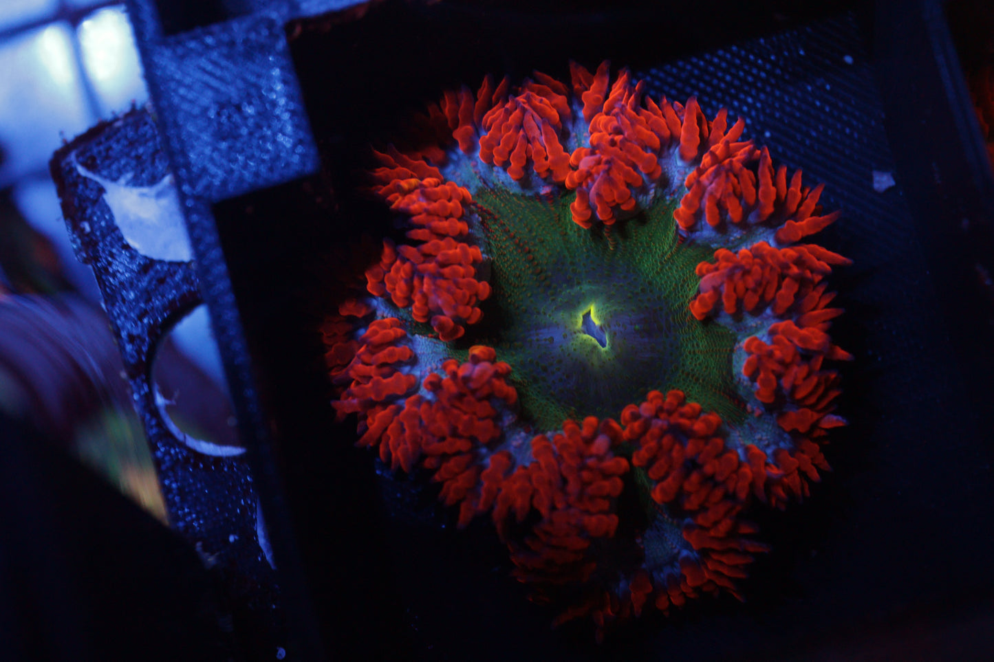 Rock Flower Anemone