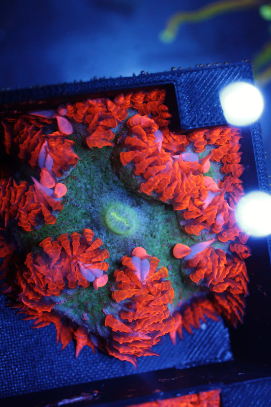 Rock Flower Anemone
