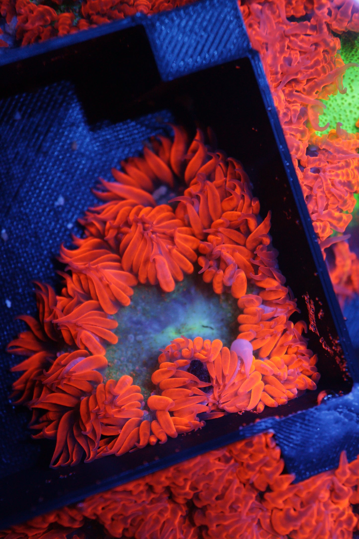 Rock Flower Anemone
