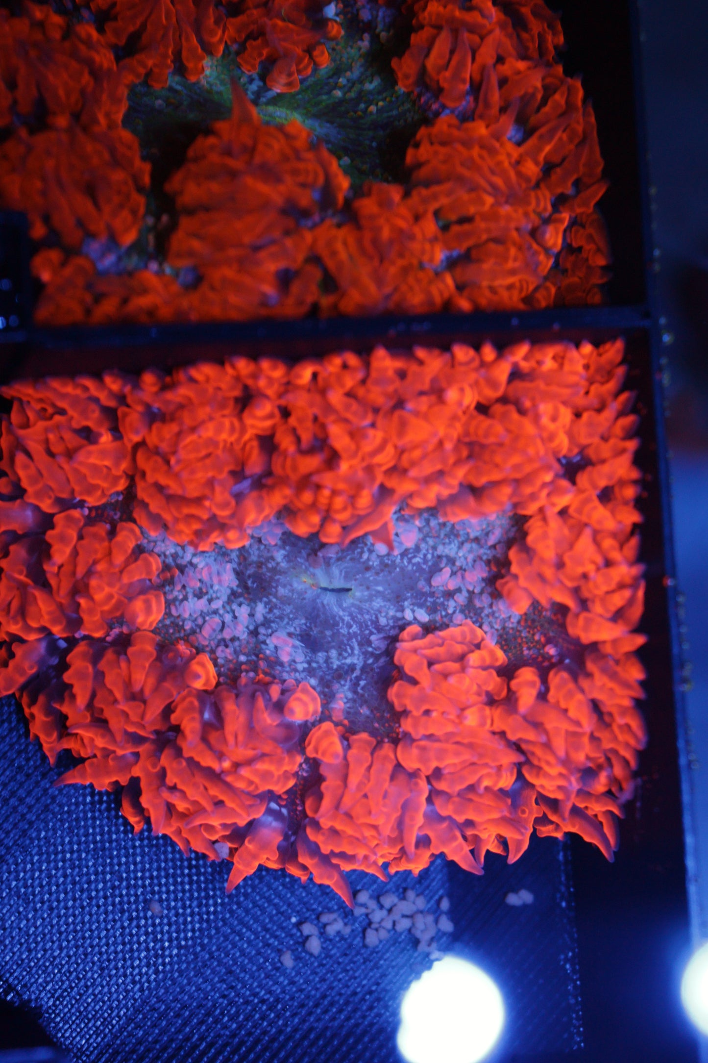 Rock Flower Anemone