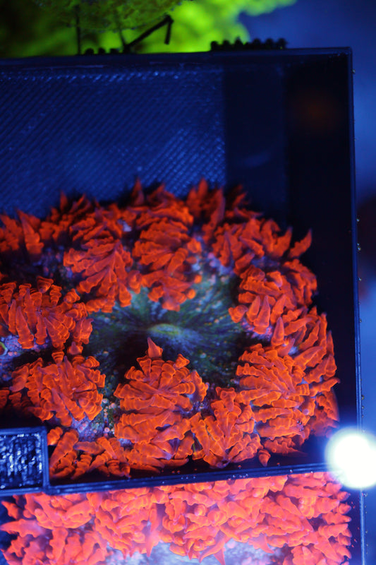 Rock Flower Anemone