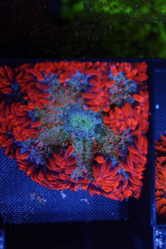Rock Flower Anemone