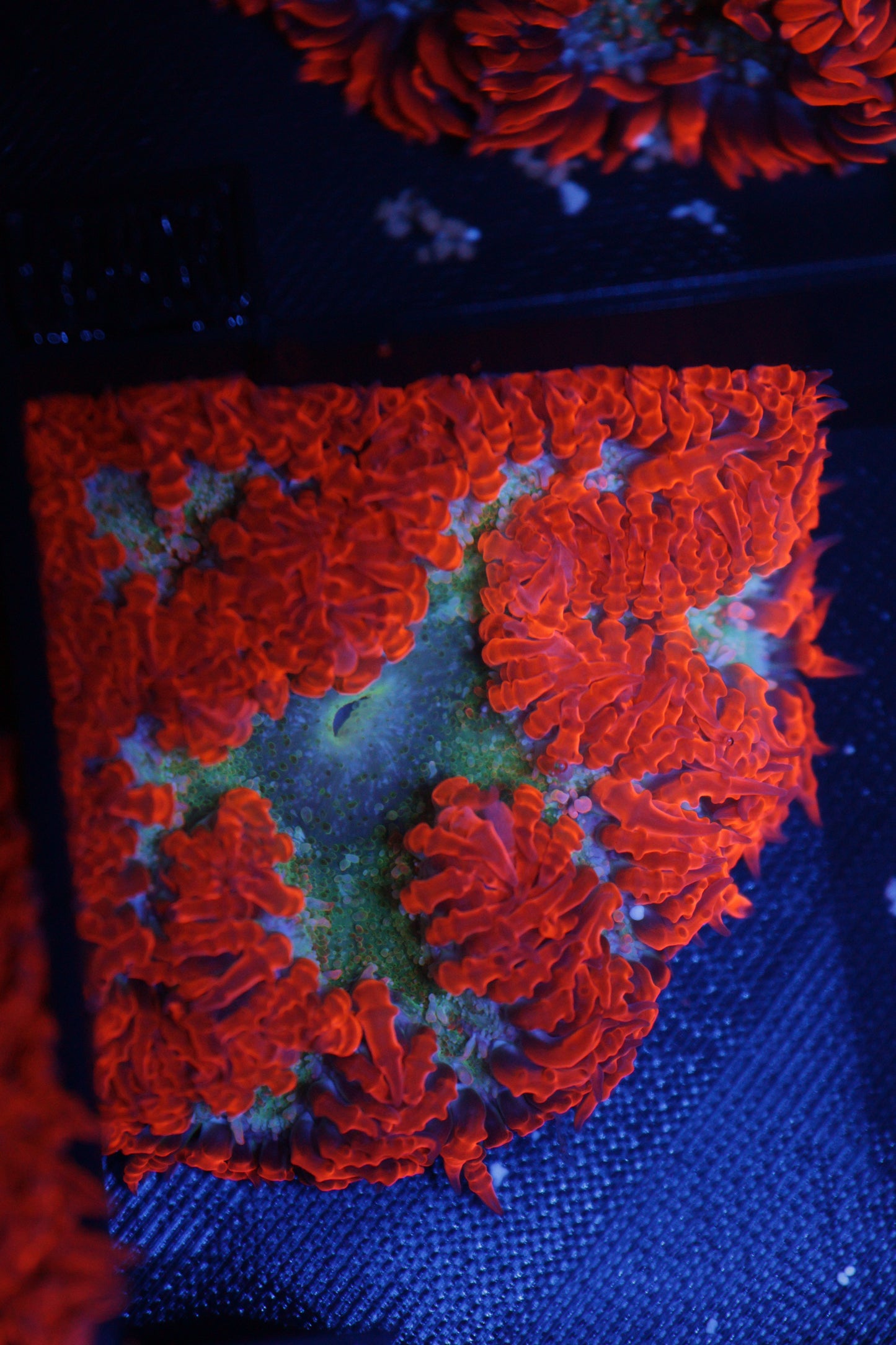 Rock Flower Anemone