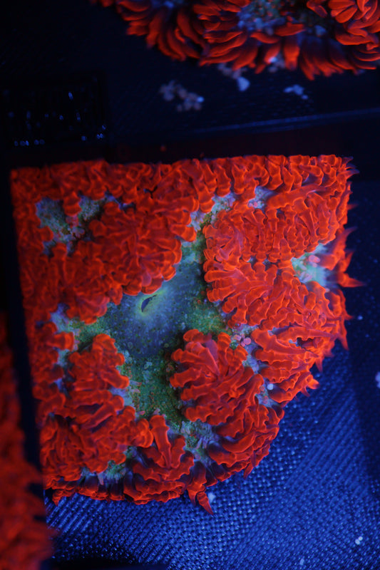 Rock Flower Anemone