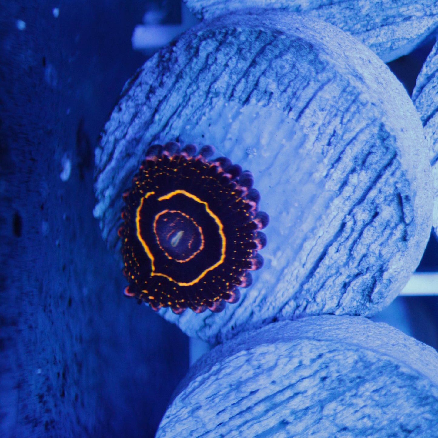 Stratosphere Zoa