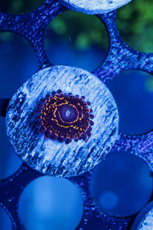 Stratosphere Zoa