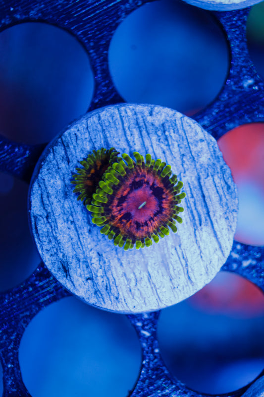 SBB Marvin The Martian Zoa