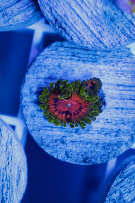 SBB Marvin The Martian Zoa