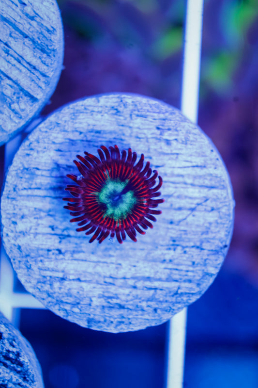 Pornstar Zoas