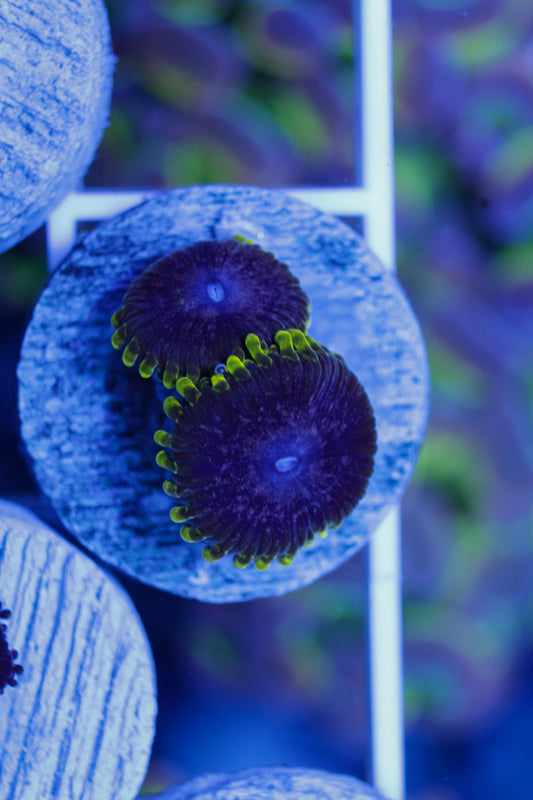 UC Atmosphere Zoas