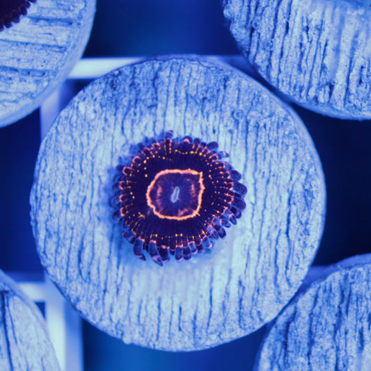 Stratosphere Zoa