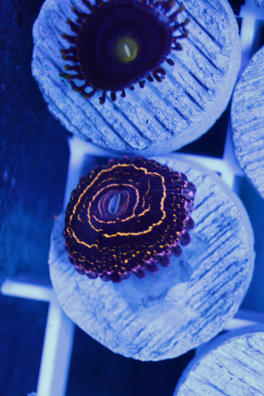 Stratosphere Zoa