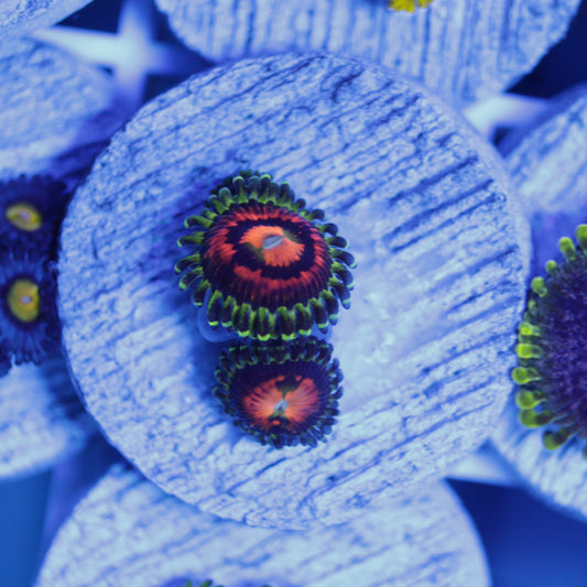 Rainbow Incinerator Zoas