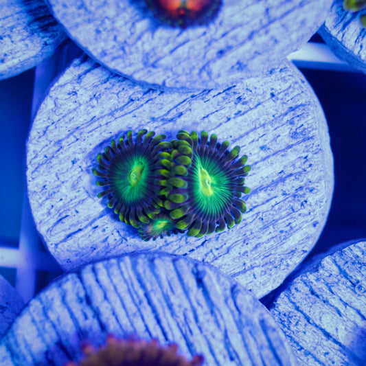 Radioactive Dragon Eye Zoas